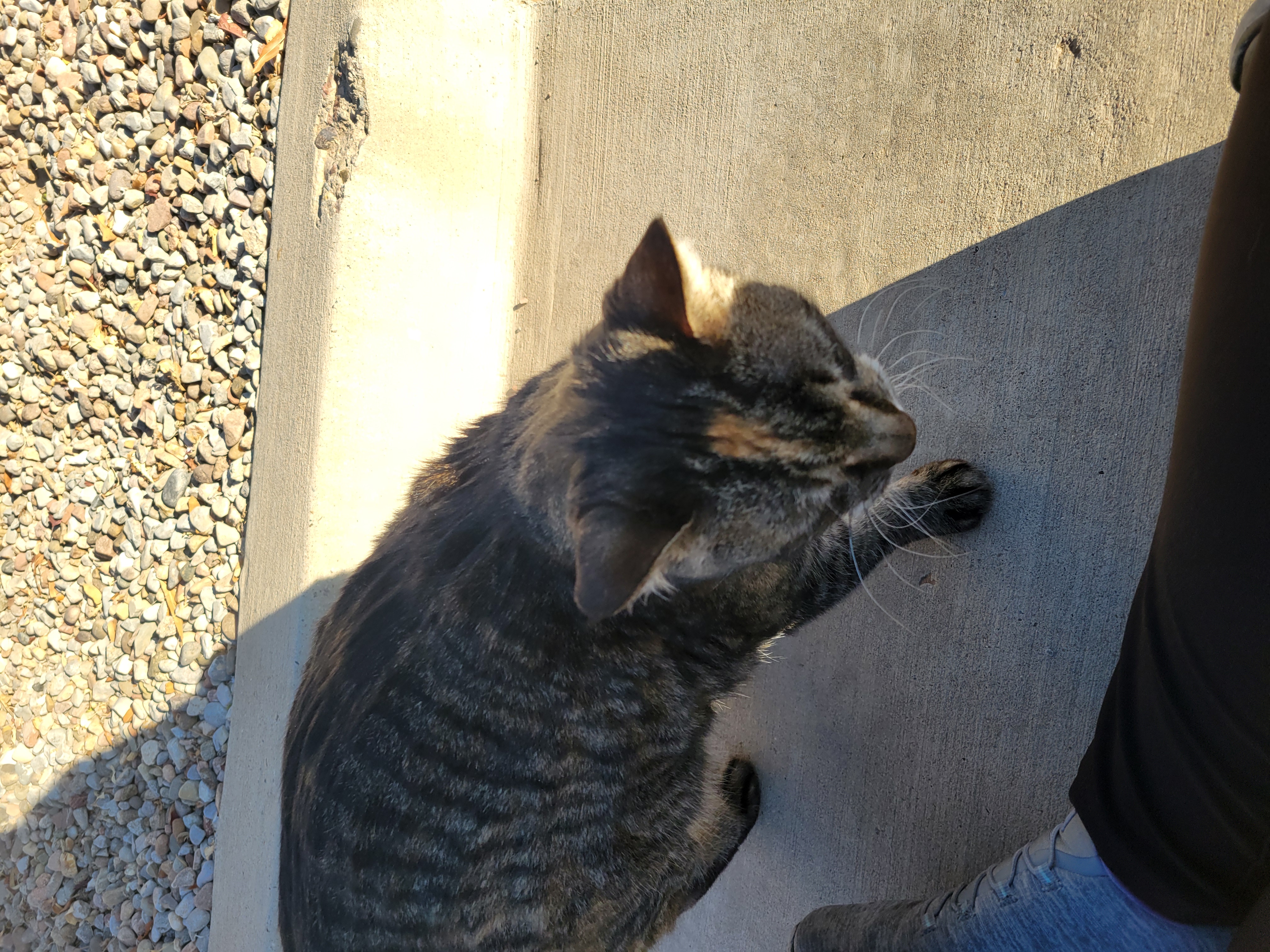 Brown and black cat comes for some attention with a black pant leg with grey shoes front of it.